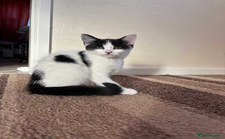 Mixed Breed cats for sale - Advert 1