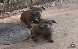 Staffordshire Bull Terrier dogs for stud: A NEW SUPERIOR SOLID BLUE MALE  - Image 10