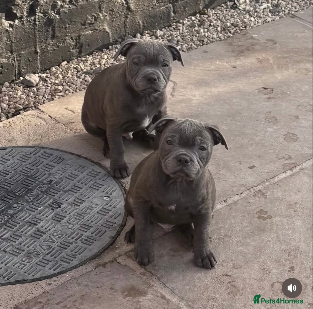 Staffordshire Bull Terrier dogs for stud: A NEW SUPERIOR SOLID BLUE MALE  - Image 10