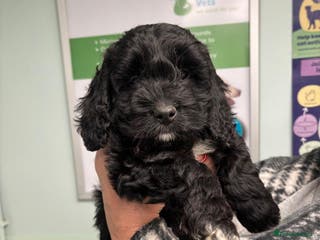 Cockapoo dogs Cockapoo Babies - Advert 1