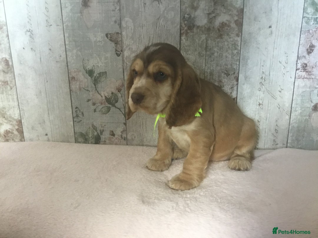 Cocker Spaniel dogs for sale: Adorable, Social, Confident KC reg Cocker pups - Image 20