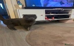 Scottish Fold cats for sale: Adorable Scottish Fold Mix Kittens - Image 16