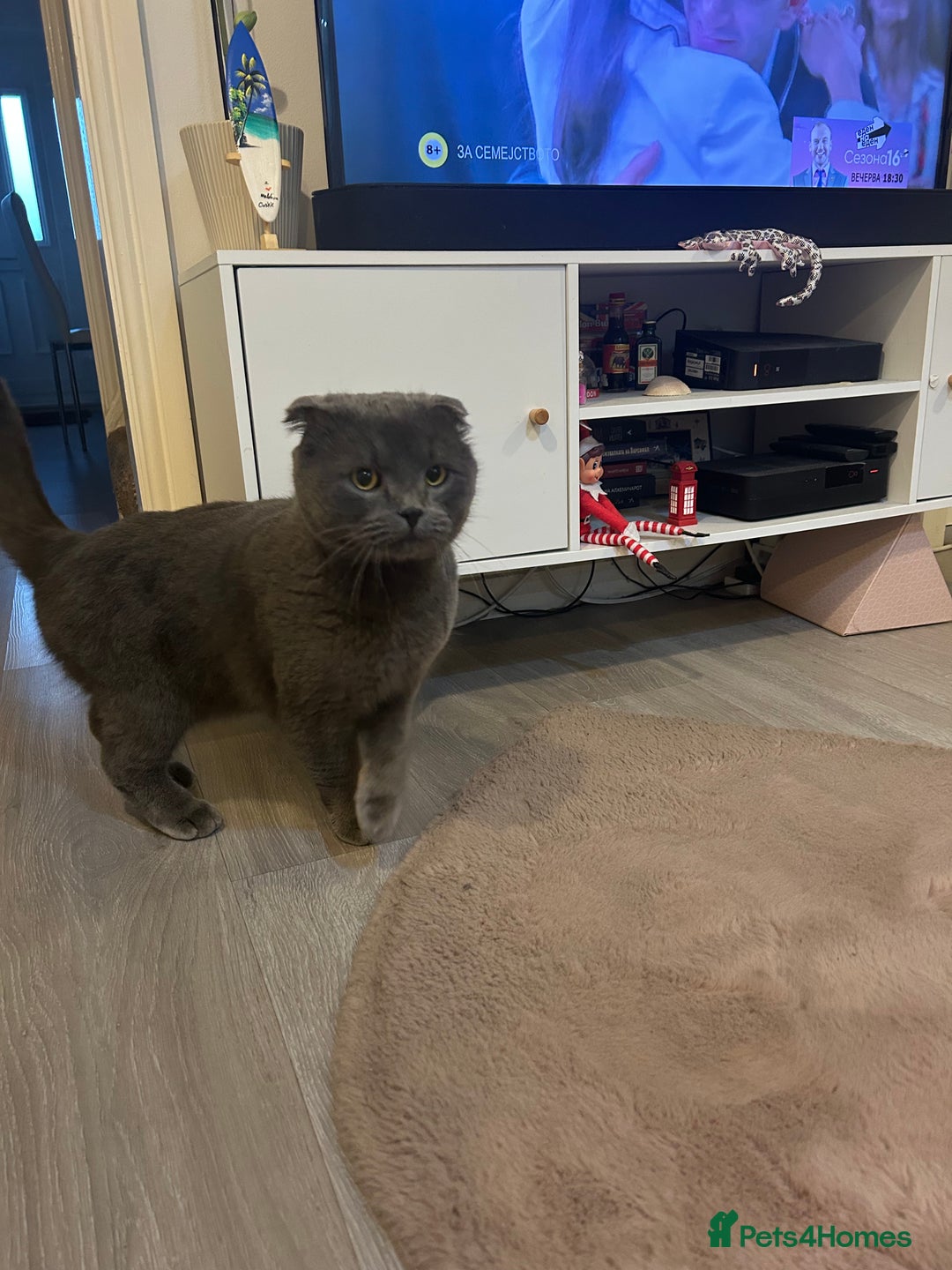 Scottish Fold cats for sale: Adorable Scottish Fold Mix Kittens - Image 16
