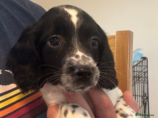 English Springer Spaniel dogs - Advert 6