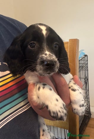 English Springer Spaniel dogs - Advert 8