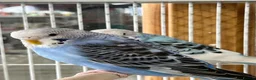 Budgerigars birds for sale: Beautiful budgies  - Advert 1