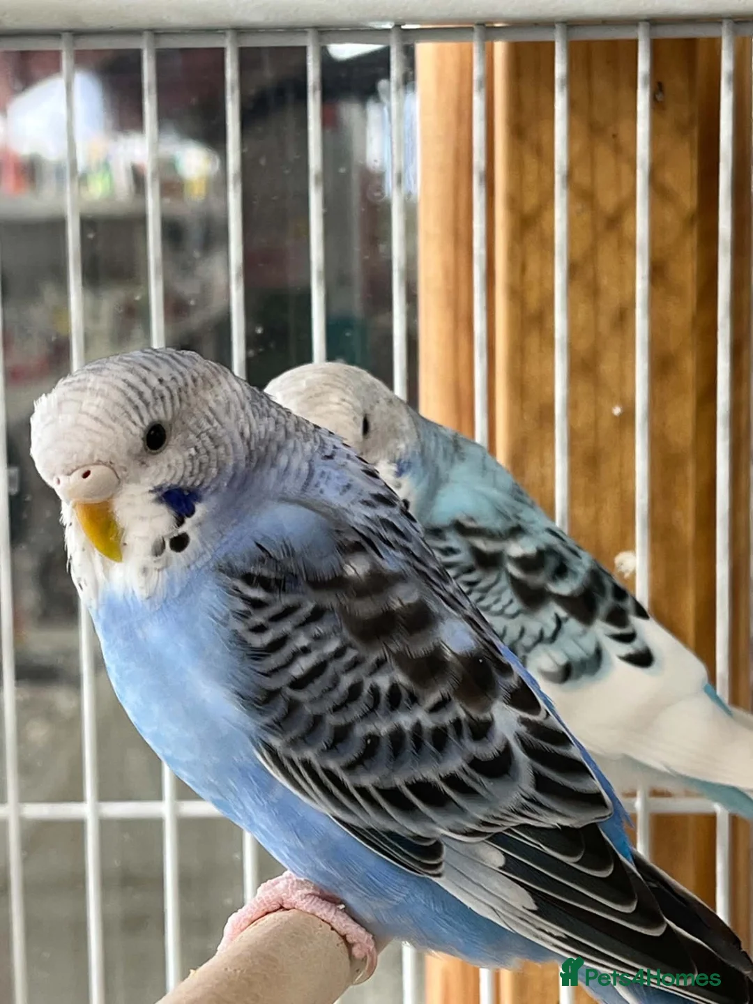 Budgerigars birds for sale: Beautiful budgies  - Advert 1