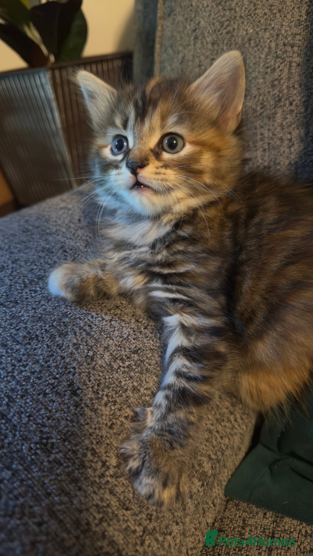 Mixed Breed cats for sale: Beautiful kittens!!!!! READY from 7/08/25 - Image 29