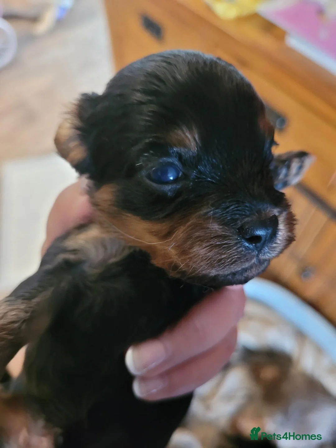 Cavapoo dogs for sale: Beautiful Cavapoo puppies  in Saint Asaph - Advert 9