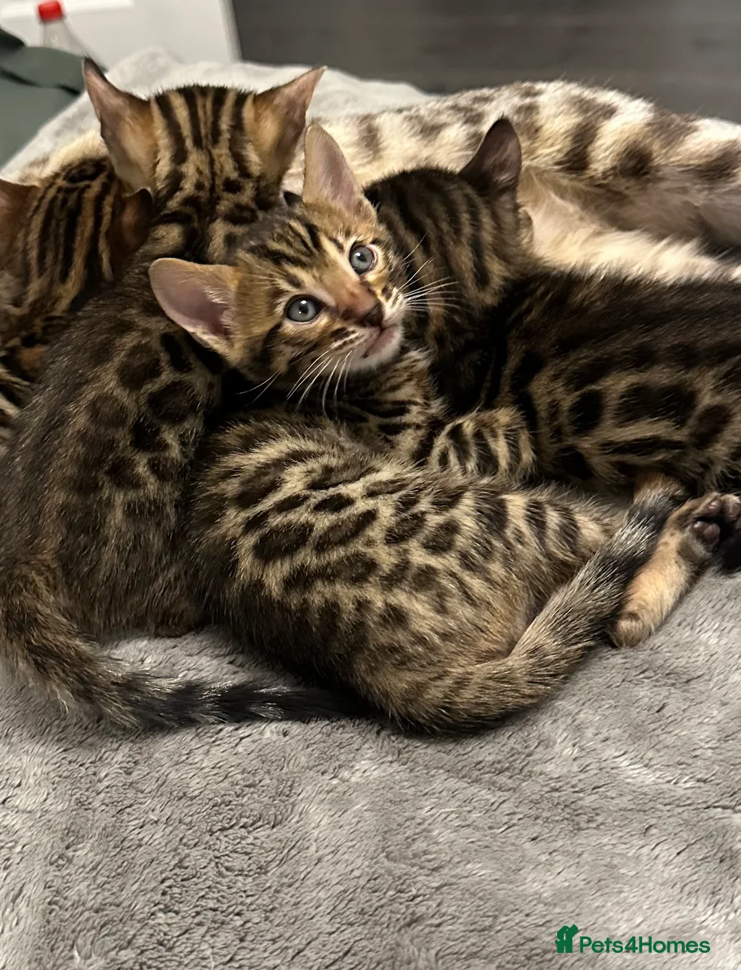 Bengal cats for sale: Bengal kittens for sale - Advert 8