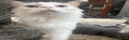 Ragdoll cats for sale: Six beautiful ragdoll and snowshoe kittens - Advert 3