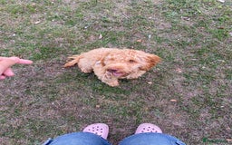 Cockapoo dogs for sale: Male cockapoo  - Image 3