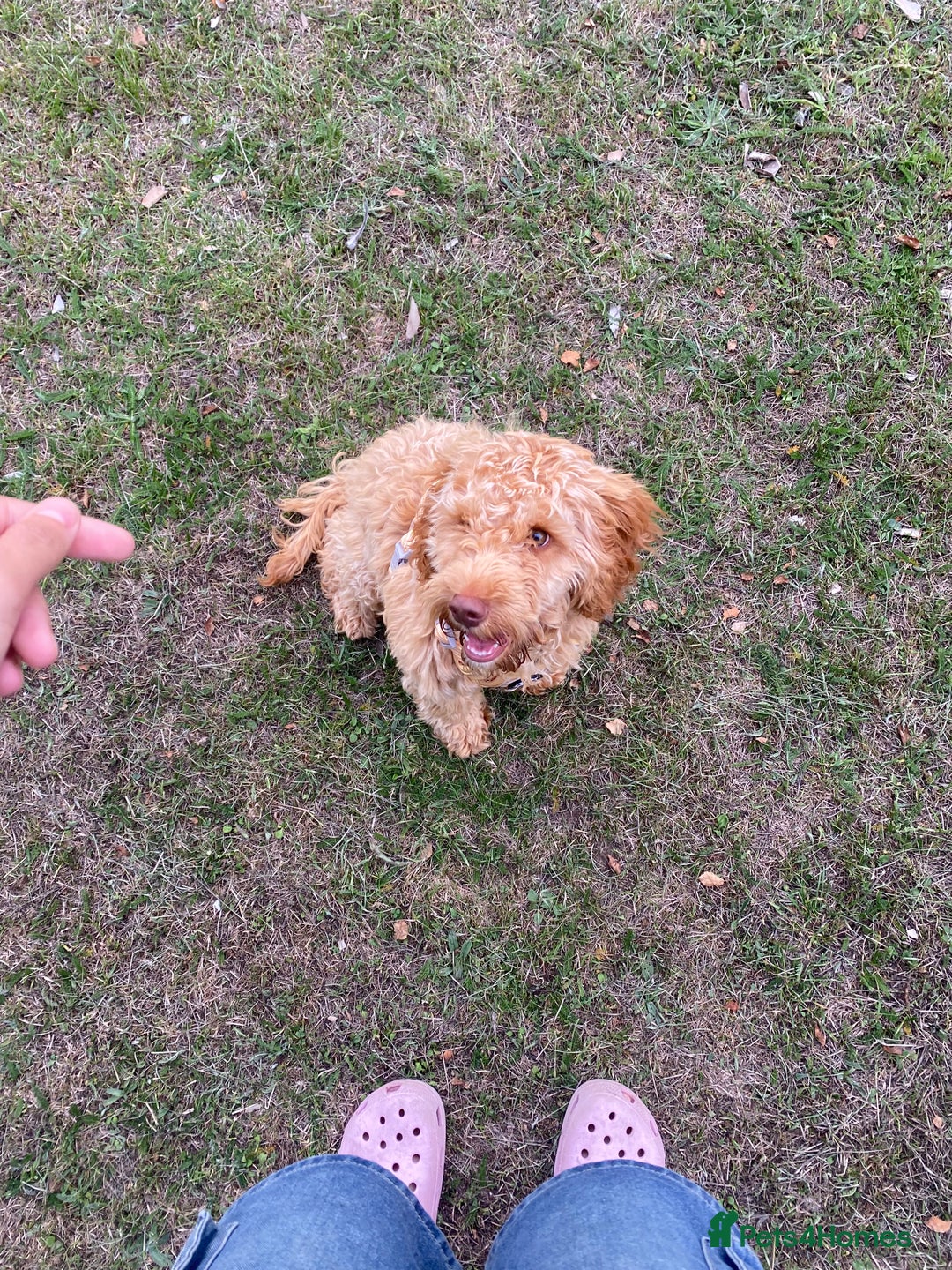 Cockapoo dogs for sale: Male cockapoo  - Image 3
