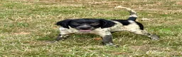 Brittany Spaniel dogs for sale: Brittanys  - Advert 4