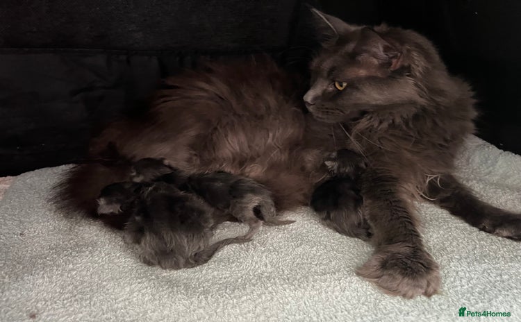 Maine Coon cats - Advert 2