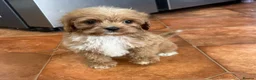 Cavapoo dogs for sale: Tiny Toy Cavapoo Puppies - Advert 25