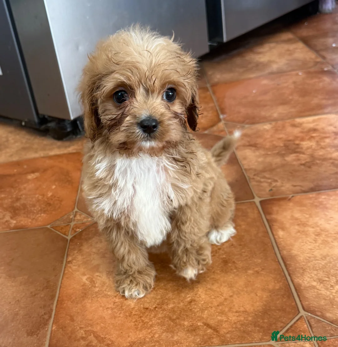 Cavapoo dogs for sale: Tiny Toy Cavapoo Puppies - Advert 25