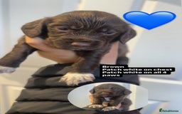 Cocker Spaniel dogs for sale: Cocker spaniels, read description  - Image 3