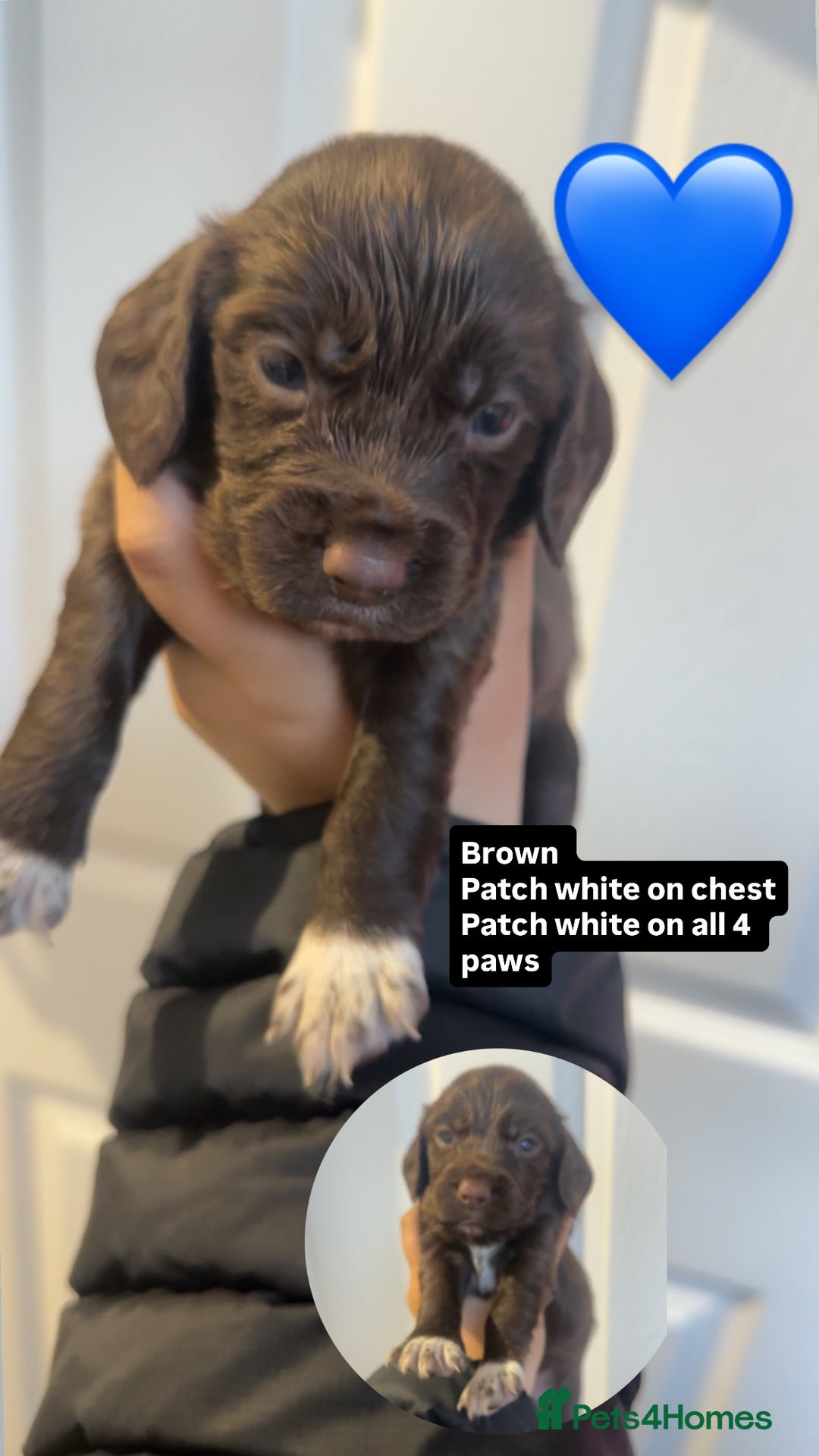Cocker Spaniel dogs for sale: Cocker spaniels, read description  - Image 3