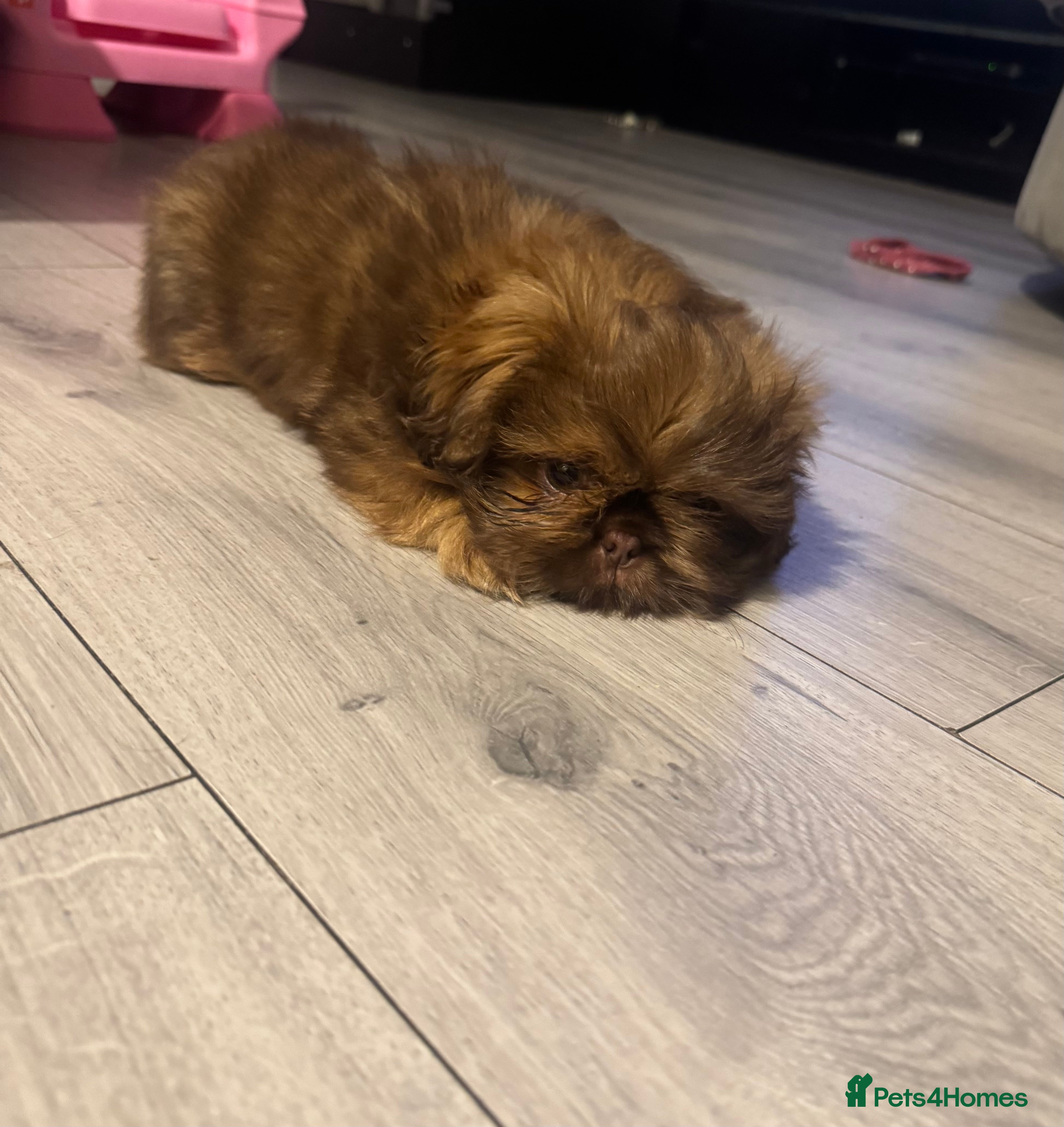 Shih Tzu dogs Chocolate imperial shihtzu puppies READY NOW - Advert 4