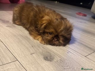 Shih Tzu dogs Chocolate imperial shihtzu puppies READY NOW - Advert 4