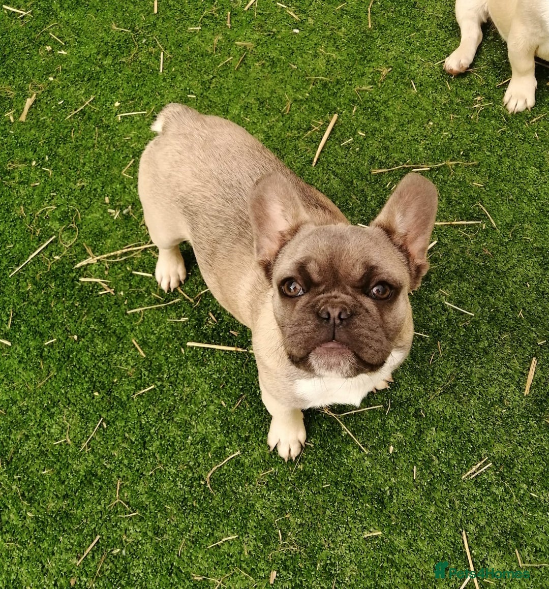 French Bulldog dogs for adoption: 💓🐶 MARGO, MISTY & MONTI💙 - Image 17