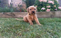 Labrador Retriever dogs for sale: KC Fox Red Labrador Litter.  - Image 6