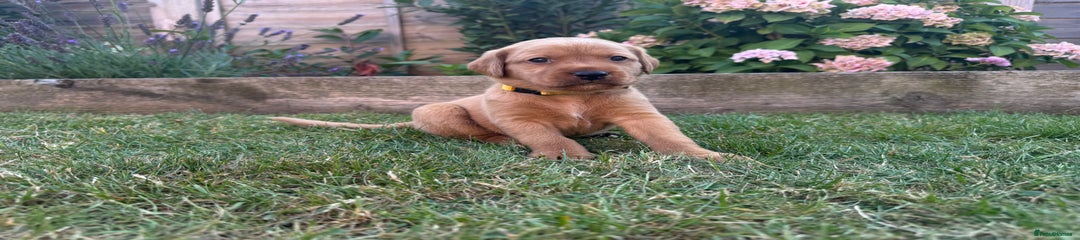 Labrador Retriever Puppy 4