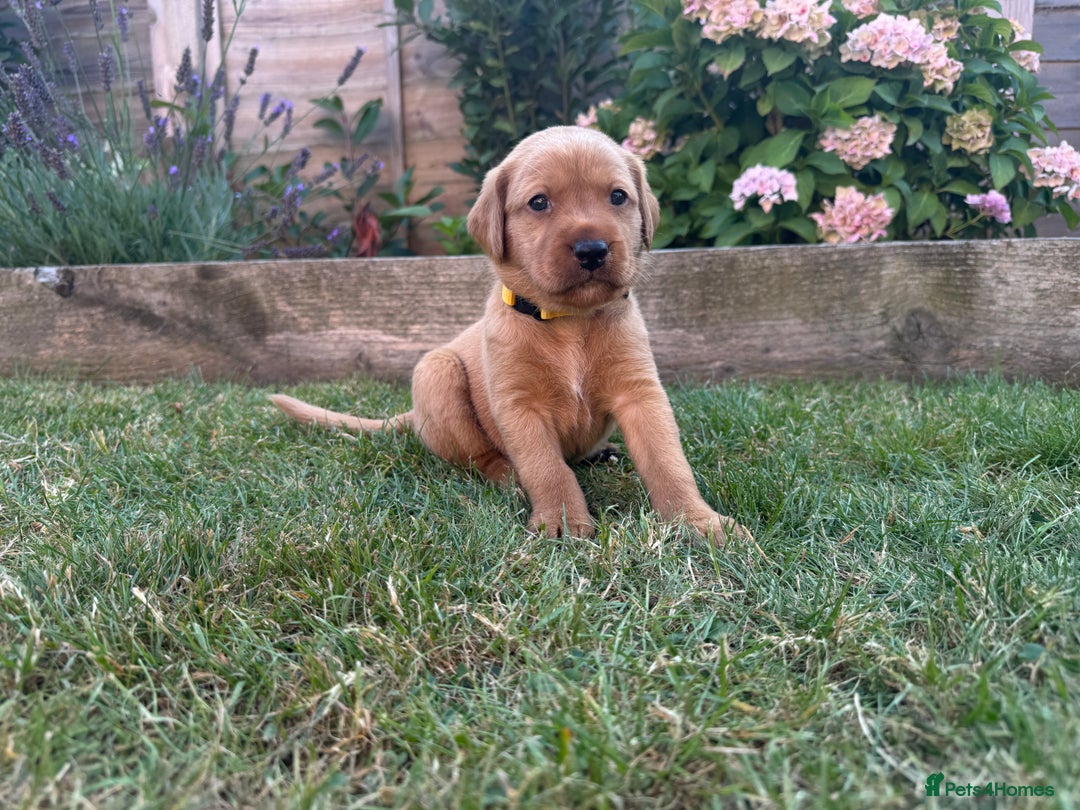 Labrador Retriever dogs for sale: KC Fox Red Labrador Litter.  - Image 6