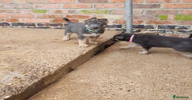 German Shepherd dogs - Advert 6