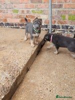 German Shepherd dogs - Advert 6