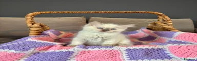 Lilac kitten 