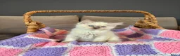 Ragdoll cats for sale: GCCF Registered Lilac Ragdoll Kitten  in Market Rasen - Advert 2