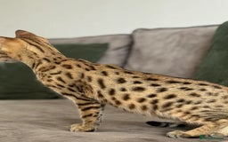 Savannah cats for sale: KIWANGA PEDIGREE F3 SAVANNAH KITTENS  - Image 20