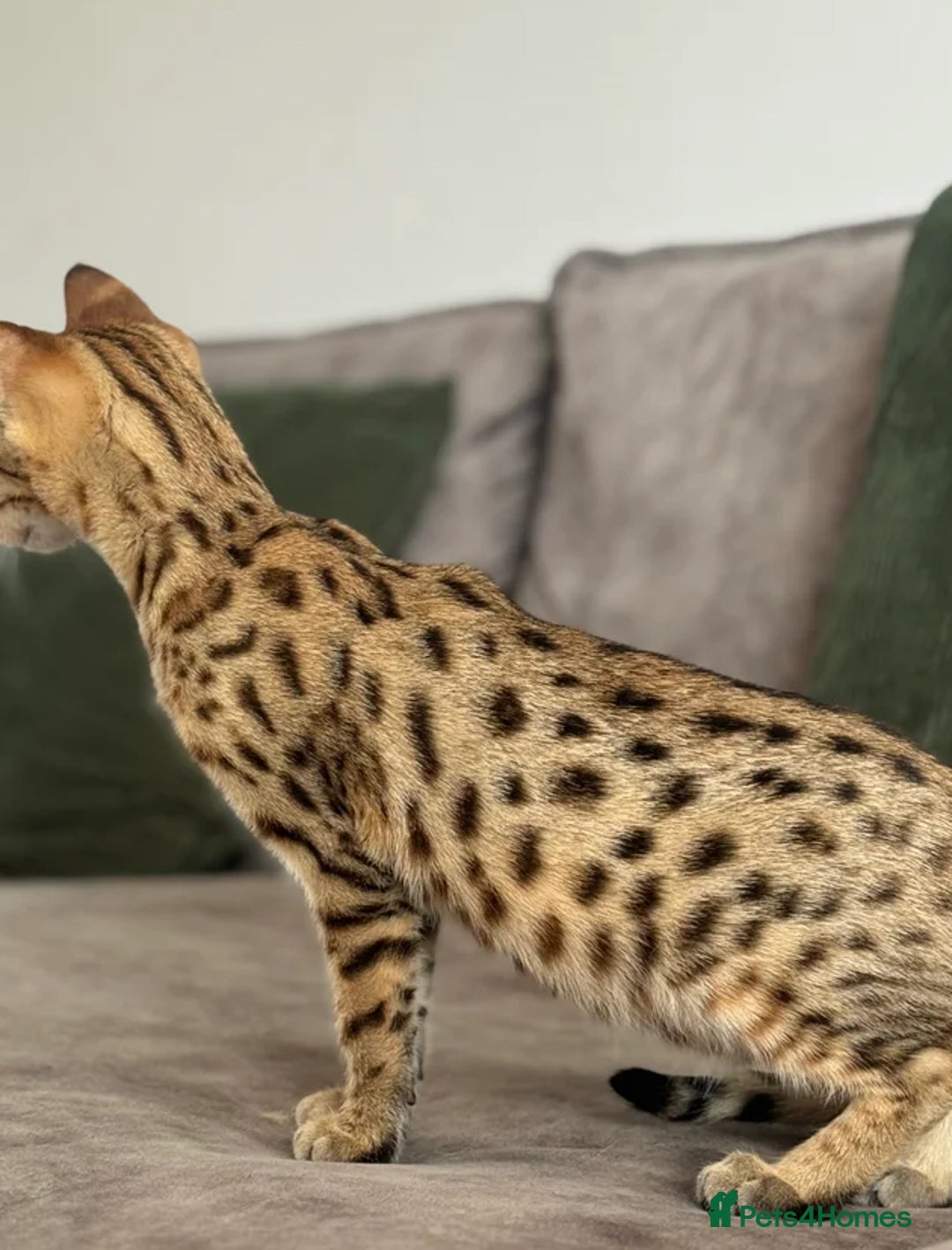 Savannah cats for sale: KIWANGA PEDIGREE F3 SAVANNAH KITTENS  - Image 20
