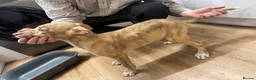 Lurcher dogs for sale: Bull grey kelpie collie saluki whippet  - Advert 5