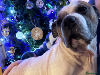 Staffordshire Bull Terrier dogs for sale: Stunning Staffy x Pups - Advert 1