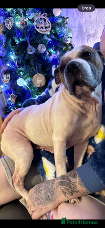 Staffordshire Bull Terrier dogs Stunning Staffy x Pups - Advert 1