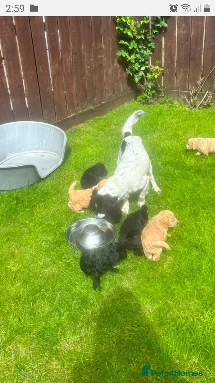 Cockapoo dogs Cockerpoo puppies. F1 5 boys 2 girls lemon /black  - Advert 1