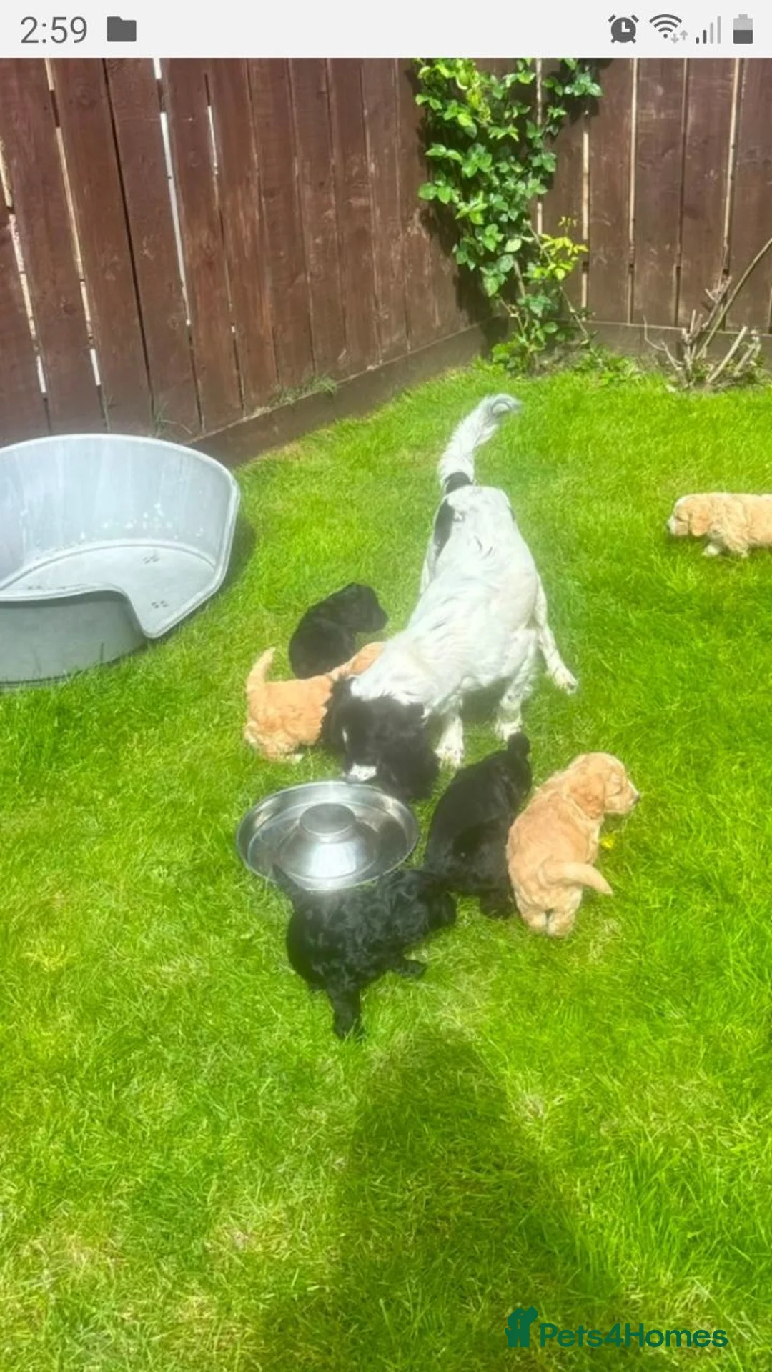 Cockapoo dogs for sale: Cockerpoo puppies. F1 5 boys 2 girls lemon /black  - Advert 1