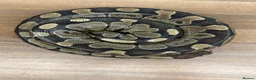 Mixed Breed reptiles for sale: Reptiles for sale  - Advert 3