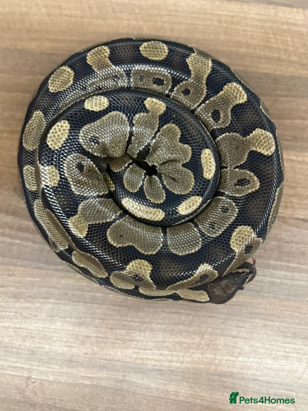 Mixed Breed reptiles for sale: Reptiles for sale  - Advert 3