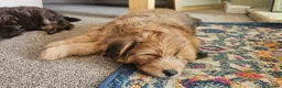 Pomapoo dogs for sale: Fluffy Pomapoos LITTLE BOY 💛 - Advert 6