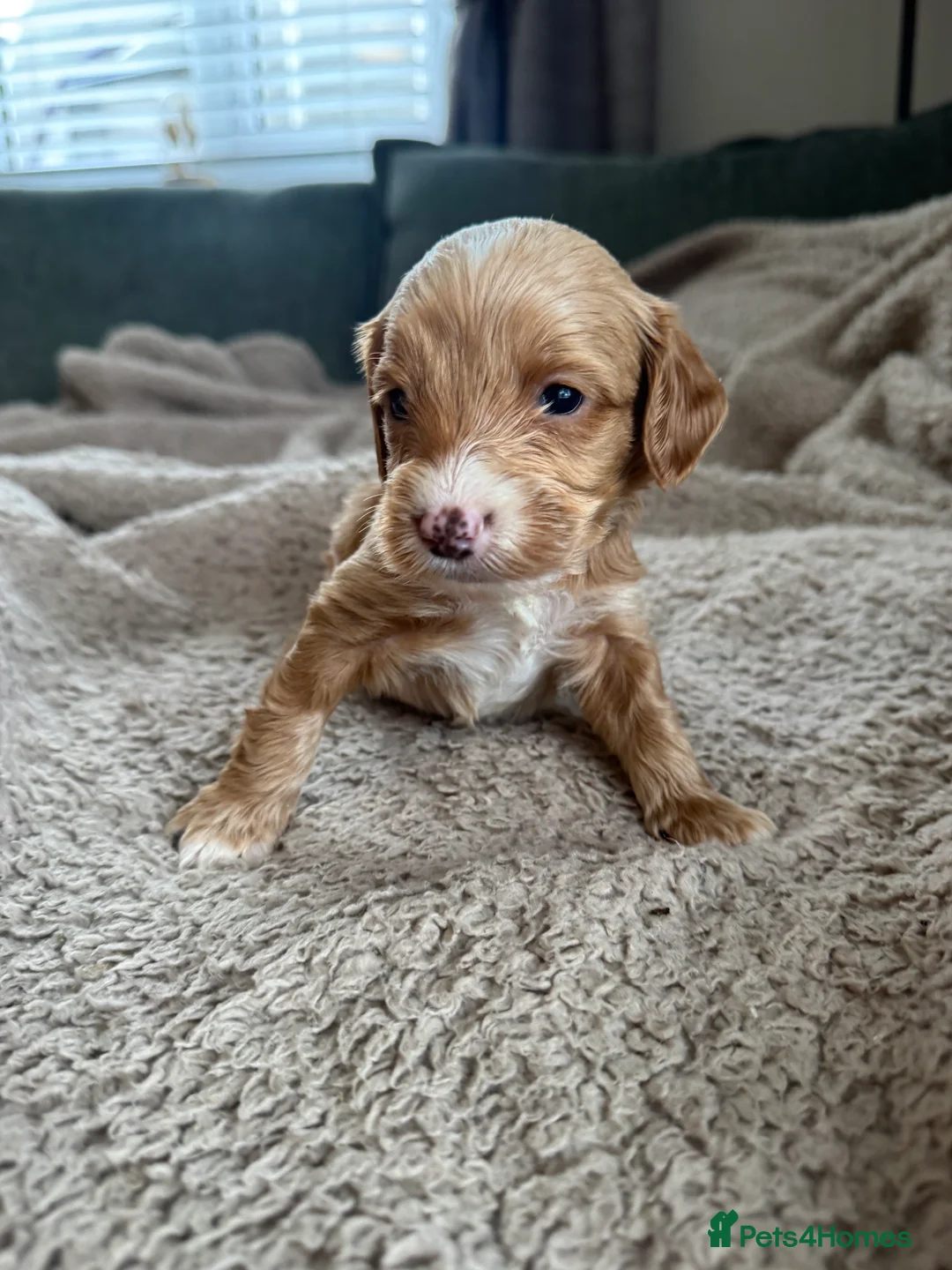 Cockapoo dogs for sale: 8x beautiful f2 cockapoos  in Wrexham - Advert 1