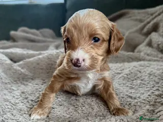 Cockapoo dogs 8x beautiful f2 cockapoos in Wrexham - Advert 1