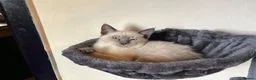 Oriental cats for sale: 9 STUNNING KITTENS - PLEASE READ DESCRIPTION!! - Advert 8