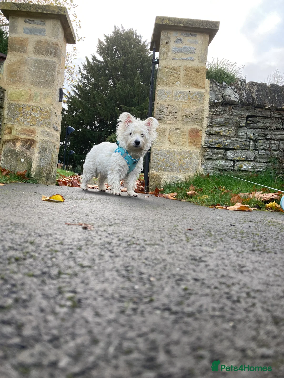 West Highland Terrier dogs for sale: Beautifully bred West Highland Terriers - Advert 21
