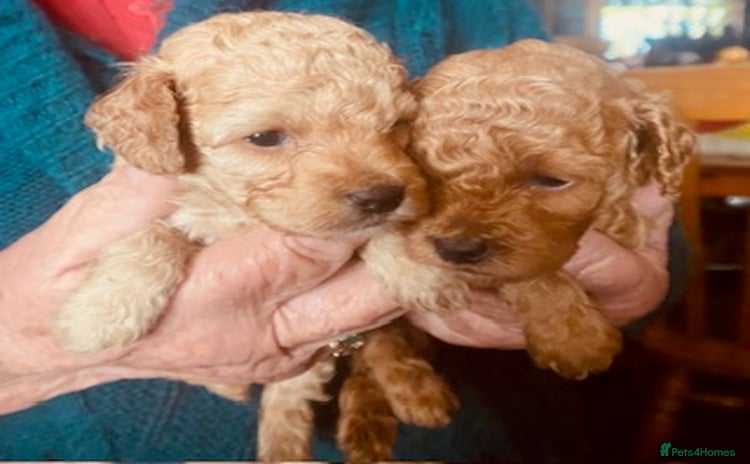 Toy Poodle dogs - Advert 9
