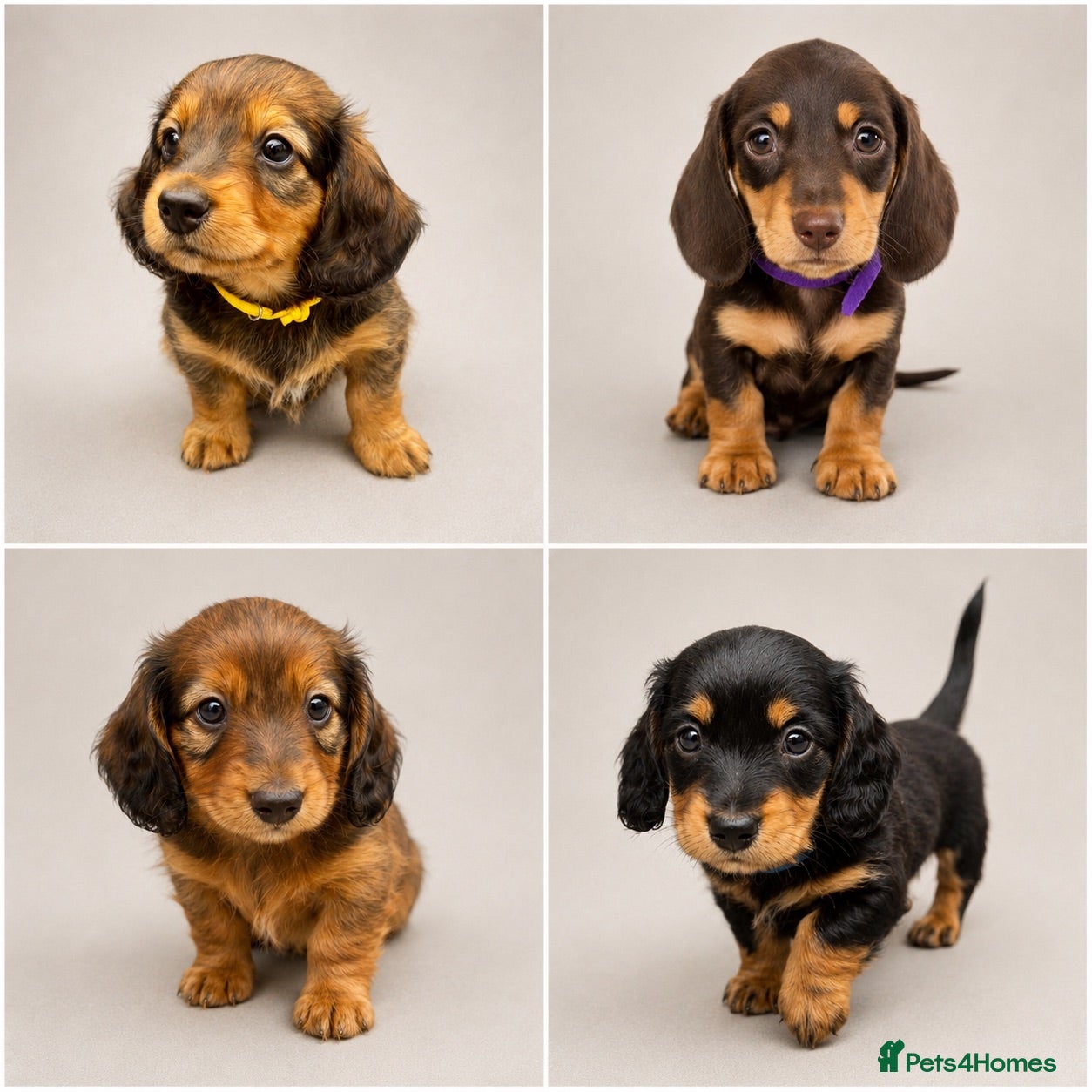 Miniature Dachshund dogs Beautiful Miniature Dachshunds–Long & Short Haired - Advert 3