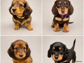 Miniature Dachshund dogs Beautiful Miniature Dachshunds–Long & Short Haired - Advert 3